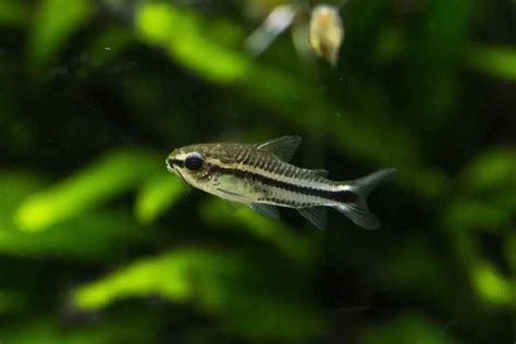 三間鼠混養|給你滿滿的鼠魚【三聯缸特輯】鼠魚混養缸開缸｜Corydoras 